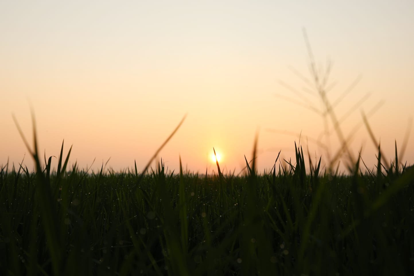 Paddy Grove Kuttanad
